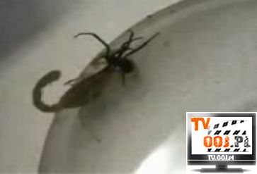 Walka skorpiona i czarnej wdowy